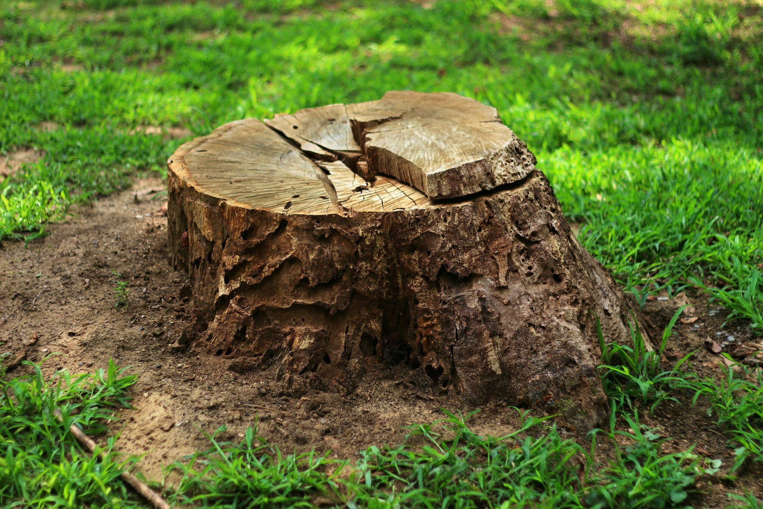 Tree Removal and Hazardous Tree Removal Services in Longview, Texas