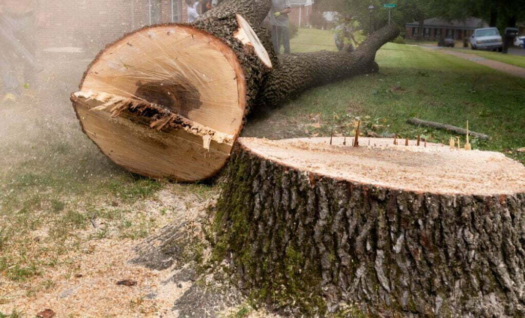Full Tree Removal In Frankston